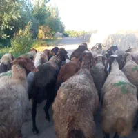 میش یا گوسفند آبستن