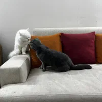 گربه اسکاتیش نر برای جفتگیری|گربه|مشهد, آبکوه|دیوار