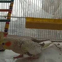 عروس هلندی نرو ماده مولد با ۲ جوجه|پرنده|ساری, |دیوار