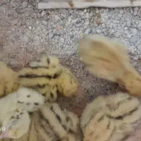 جوجه بلدرچین