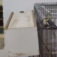 عروس هلندی فروش و معاوضه|پرنده|ایوان, |دیوار