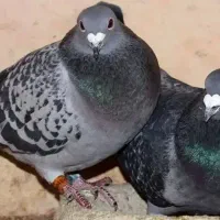 کبوتر پلاکی