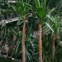 گل از همه‌مدل