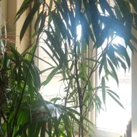 تعدادی گل اپارتمانی عالی بفروش میرسد|گل و گیاه طبیعی|فردیس, سرحد آباد|دیوار