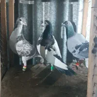 کبوتر ساده ،سبز