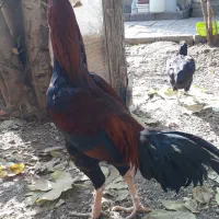 خروس لاری ۷.۵ ماهه نسل دار|حیوانات مزرعه|هشتگرد, تهران دشت|دیوار