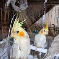 عروس هلندی|پرنده|هشتگرد, شهرک ولیعصر (مصلی)|دیوار