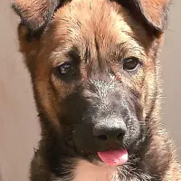 فروش توله مالینویز