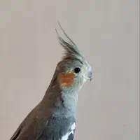 عروس هلندی ماده