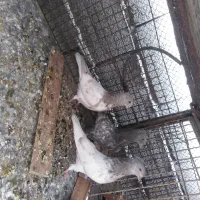 جوجه کفتر کله ای