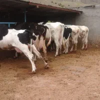 ماده گاو گوشتی و داشتی