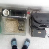 ماهی اکواریوم