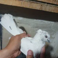 ده عدد کفتر یجا