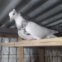 طوقی هفت رنگ آس