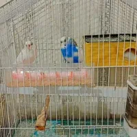 مرغ عشق|پرنده|تهران, حصارک|دیوار