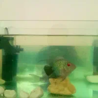 آکواریوم کوچک به همراه ماهی|ماهی|بجنورد, |دیوار