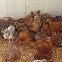 جوجه لهمن تخم گذار دوماهه|حیوانات مزرعه|قدس, شهرقدس|دیوار