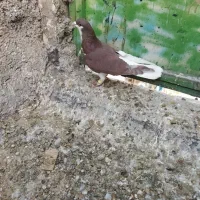 کبوتر پرنده.|پرنده|اقبالیه, |دیوار