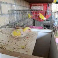 فروش یک جفت طوطی برزیلی صورت قرمز  با جوجه|پرنده|هندیجان, |دیوار