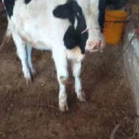 گوساله نر هلشتاین|حیوانات مزرعه|کوثر, |دیوار