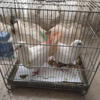 کفتر|پرنده|تهران, پرستار|دیوار