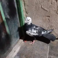 کبوترجوگی فروشی|پرنده|کورین, |دیوار