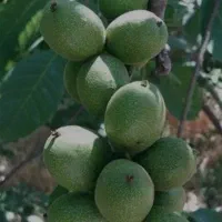 فروش نهال مرغوب گردو و انگور و انار