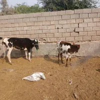 گاو زاییده با گوساله ماده|حیوانات مزرعه|اهواز, کمپلو شمالی|دیوار