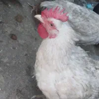 مرغ خروس