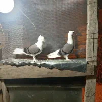 کبوتر دوکت سبز و سیفد تهرانی