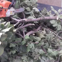 خدمات باغبانی سم پاشی هرس  کاشت چمن وبرش درخت|خدمات باغبانی و درختکاری|شیراز, دشت چنار|دیوار