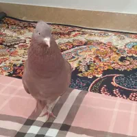 کفتر سرخ دم سفید