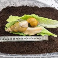 حلزون اچاتینا مولد