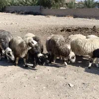 میش و شیشک بره داری اصل داشتی|حیوانات مزرعه|جره و بالاده, |دیوار