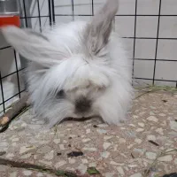 خرگوش مینی لوپ|موش و خرگوش|دیواندره, |دیوار