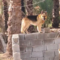 سگ ژرمن نر ۳ساله