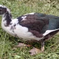 اردک ژاپنی