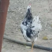 معاوضه ۳۰عددمرغ خروس گلین ۶ماهه بامرغ گلپایگانی|حیوانات مزرعه|رودهن, |دیوار