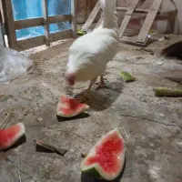 خروس