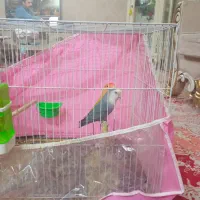 طوطی