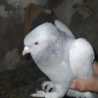 کفتر