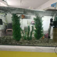 اکواریوم ماهی|ماهی|کاشمر, |دیوار