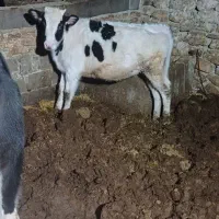 گوساله ماده