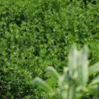 تخم علف بمی محلی اصلی کشاورز|خدمات باغبانی و درختکاری|کهنوج, |دیوار