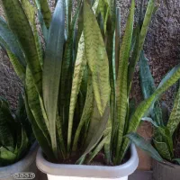 گل سانسوریا سبز