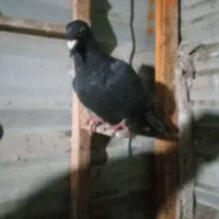 زرددنش .گراف .سار..زاغ کرمانی|پرنده|مشهد, جوادیه|دیوار