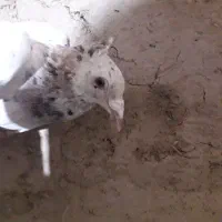 کبوتر