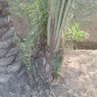 سلام پاجوش شادگان|گل و گیاه طبیعی|شادگان, |دیوار