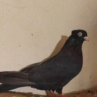 زاغ ابادانی|پرنده|نورآباد ممسنی, |دیوار