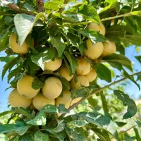 باغ-میوه-2000متری